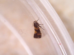 Chrysoesthia sexguttella