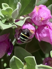Anthophila