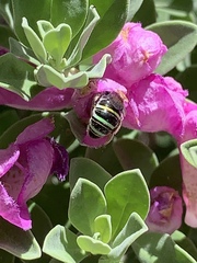 Anthophila