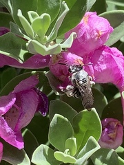 Anthophila