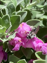Anthophila