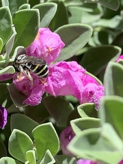 Anthophila