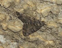 Coenipeta bibitrix