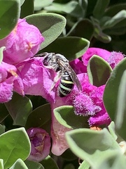 Anthophila