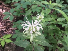 Monarda clinopodia