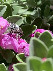 Anthophila