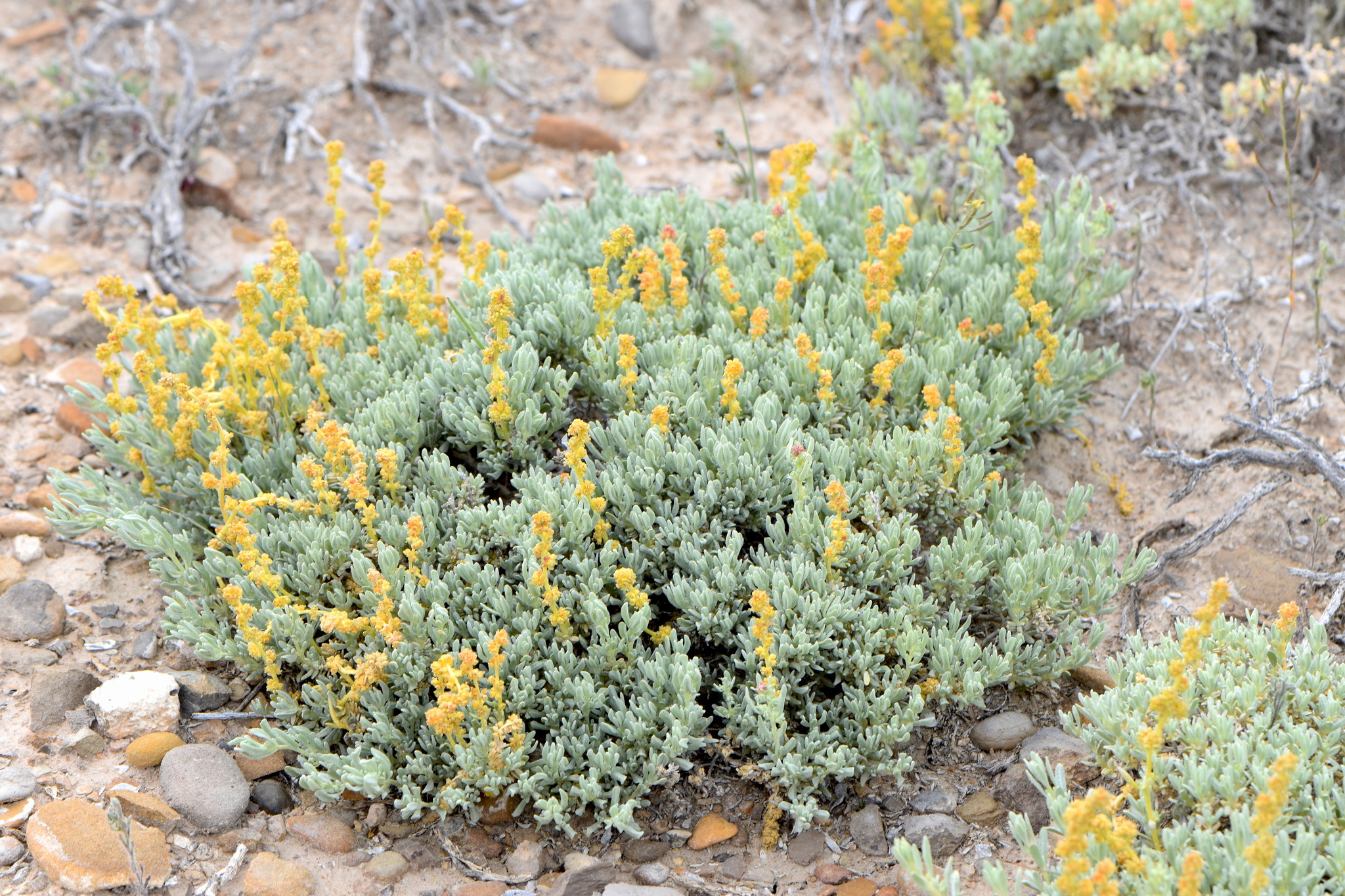 Atriplex corrugata