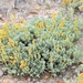 Mat Saltbush - Photo (c) Robert Johnson, some rights reserved (CC BY-NC), uploaded by Robert Johnson