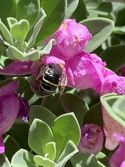 Anthophila