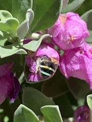 Anthophila