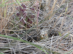 Psoloessa delicatula