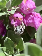 Anthophila