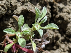 Hesperevax sparsiflora