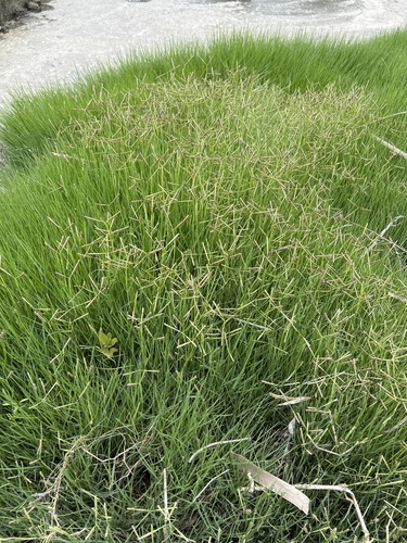 iNaturalist observation photo of seashore paspalum