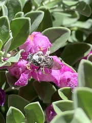 Anthophila
