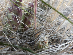 Psoloessa delicatula