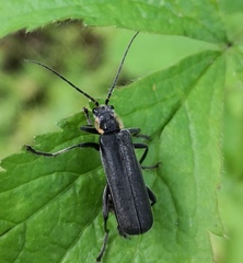 Cantharis obscura