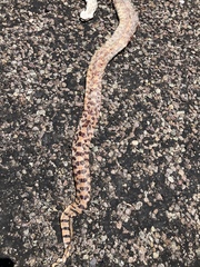 Pituophis catenifer affinis