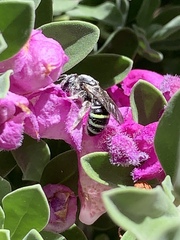 Anthophila