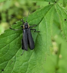 Cantharis obscura