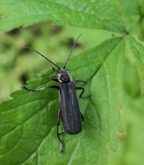 Cantharis obscura
