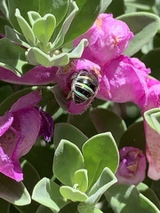Anthophila