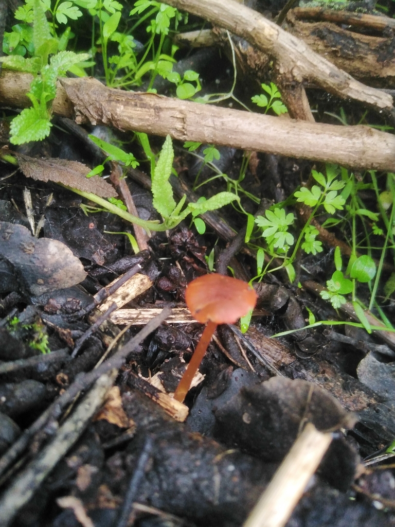 Pluteus flammipes · June 2024 · photo: © nicolas_joak (iNaturalist, cc0)