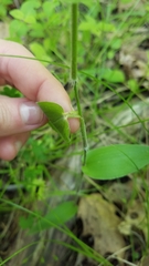 Dichanthelium latifolium
