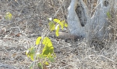 Heloderma horridum