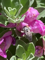 Anthophila