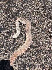 Pituophis catenifer affinis