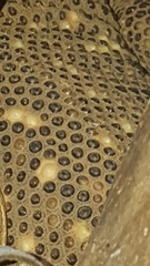 Heloderma horridum