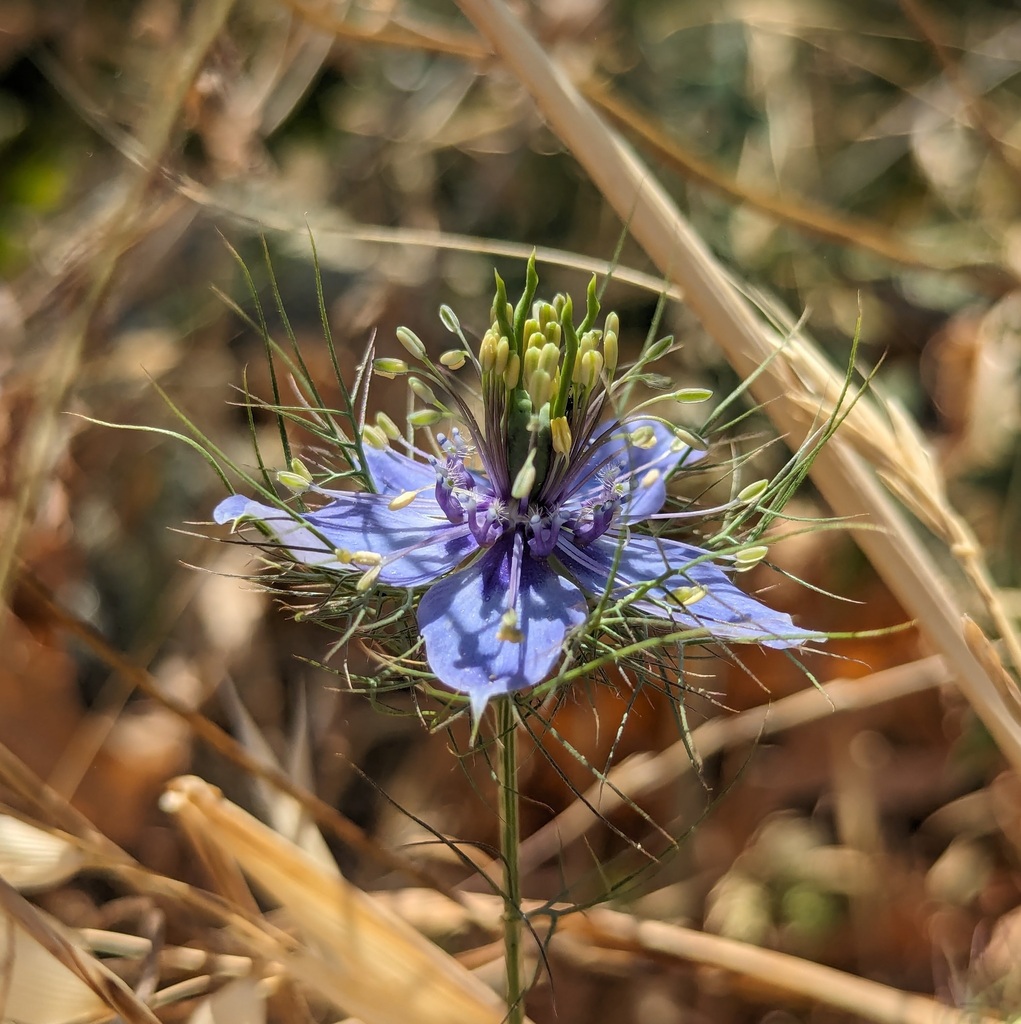 Nigella elata