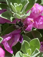Anthophila