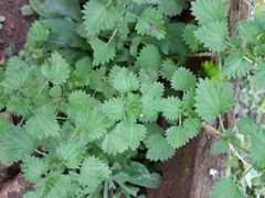 Urtica circularis
