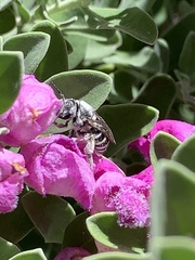 Anthophila
