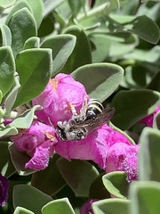 Anthophila