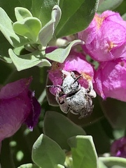 Anthophila