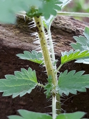 Urtica circularis