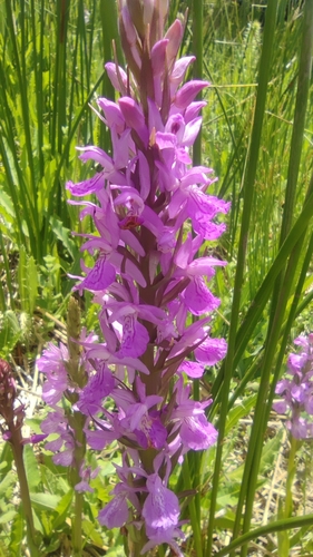 Image of Dactylorhiza elata by (c) Santiago Martín-Bravo, some rights reserved (CC BY)