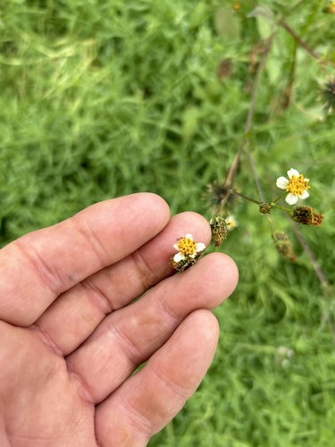 iNaturalist observation photo of Beggarticks