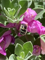 Anthophila