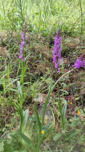Image of Dactylorhiza elata by (c) Santiago Martín-Bravo, some rights reserved (CC BY)