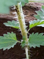 Urtica circularis