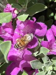 Apis mellifera