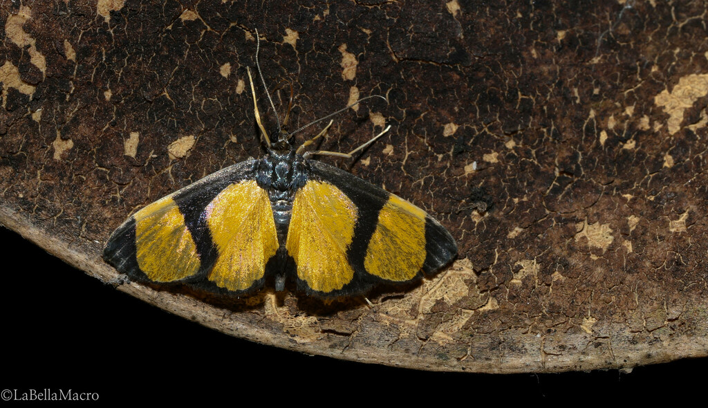 Lamprosema semicostalis