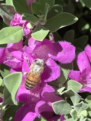 Apis mellifera