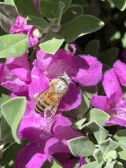 Apis mellifera