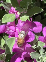 Apis mellifera