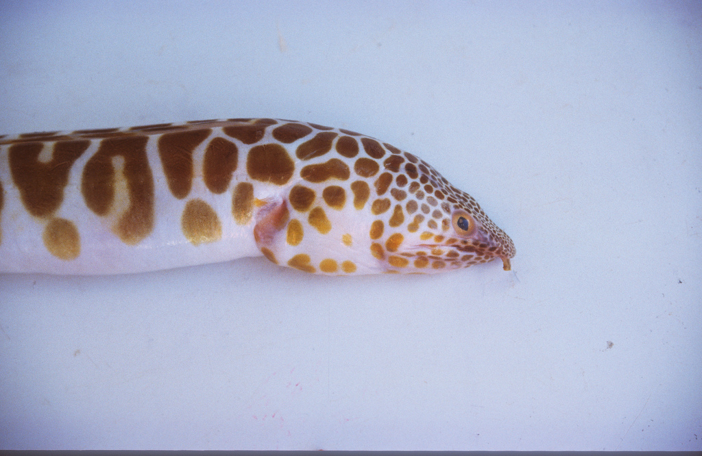Spotted snake eel (Quassiremus polyclitellum) — Ophichthidae